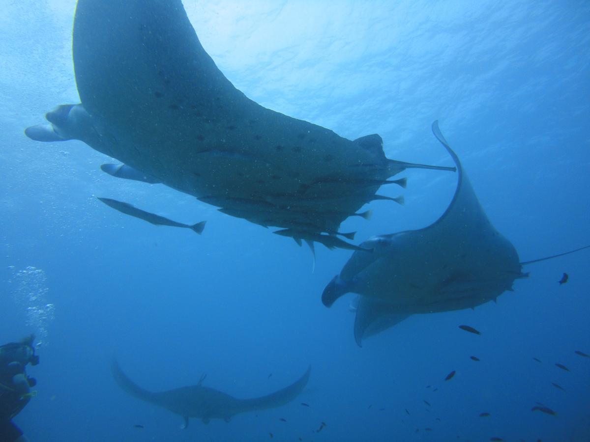 Smera Grand Maamigili Rum bild