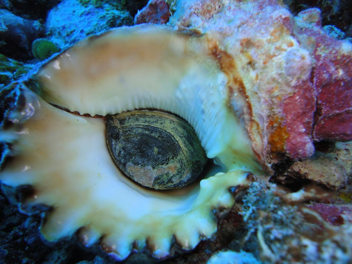 Smera Grand Maamigili Rum bild