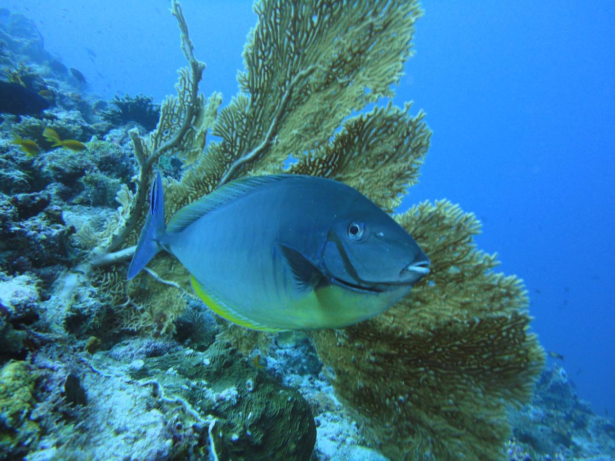 Smera Grand Maamigili Rum bild