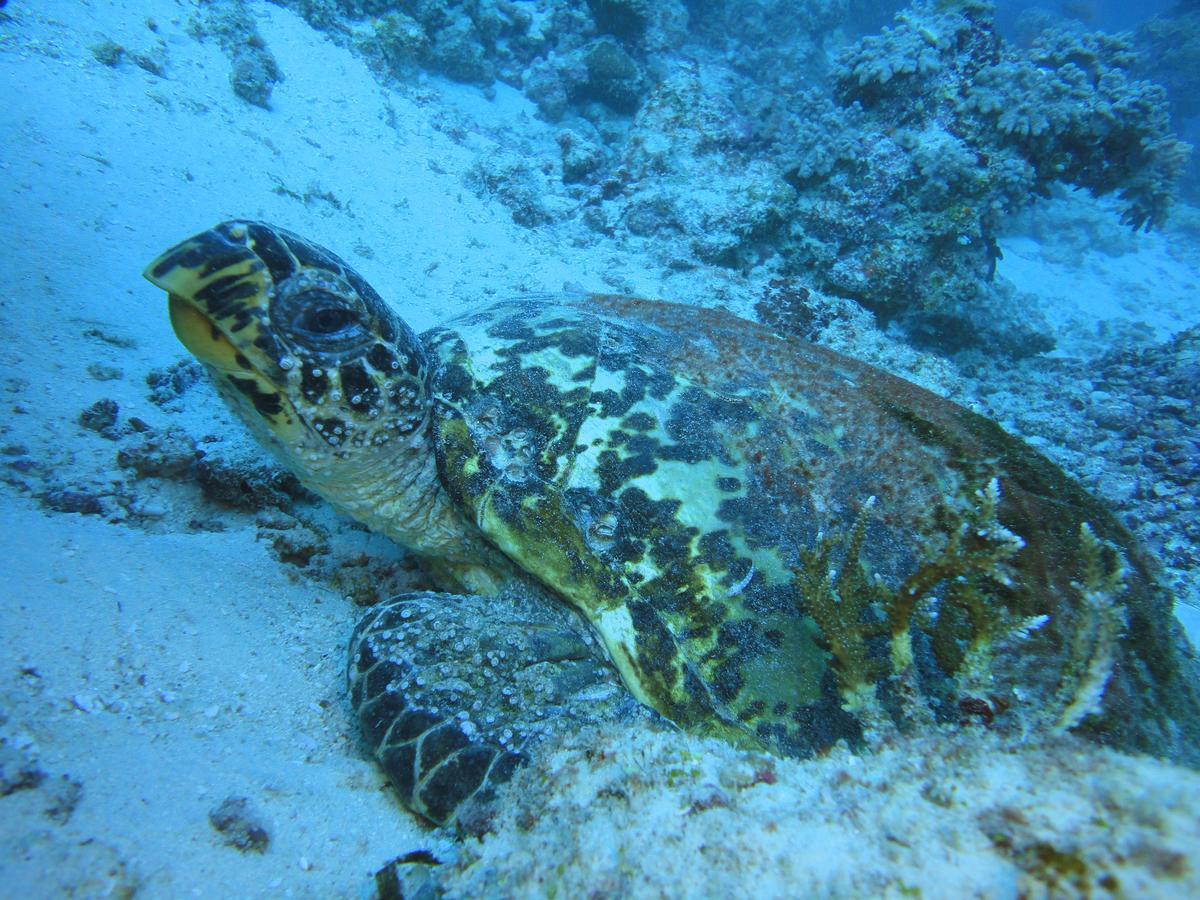 Smera Grand Maamigili Rum bild